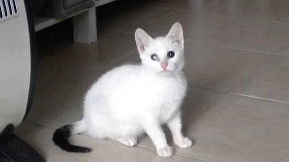 Una turista de Estocolmo adopta una gatita ciega y abandonada en Torremolinos