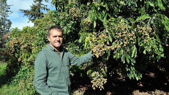 La Mayora ratifica su liderazgo en subtropicales al coordinar una red temática de frutales de América