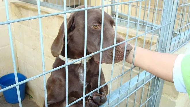 La Protectora de Animales celebra una jornada de puertas abiertas para