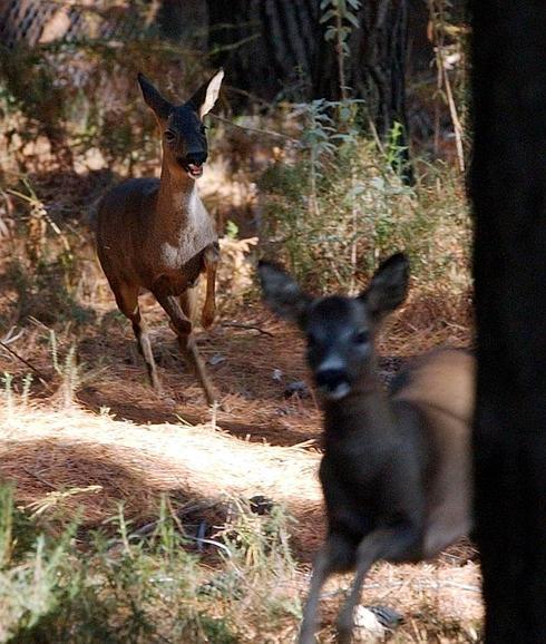 El corzo se abre camino