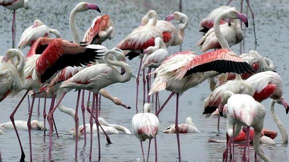 Las últimas lluvias permiten mantener el nivel de cría de flamencos en la laguna