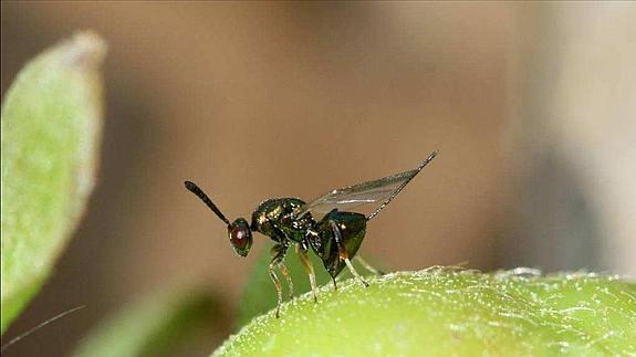 Preocupación en el Valle del Genal por la avispilla del castaño