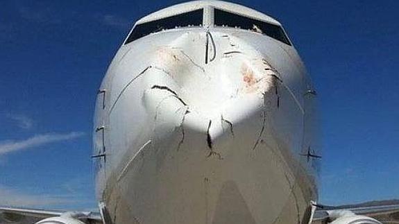 Una bandada de pájaros destroza por completo el morro de un Boeing 737-800