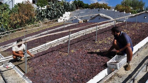 Las pasas de Almáchar quieren ser una delicatesen