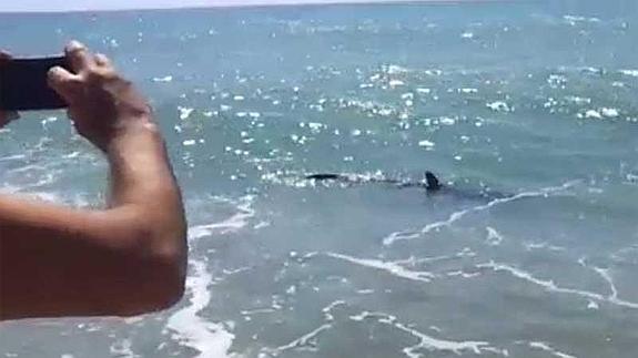 Bañistas se topan con un marrajo de dos metros en plena orilla en las playas de Fuengirola
