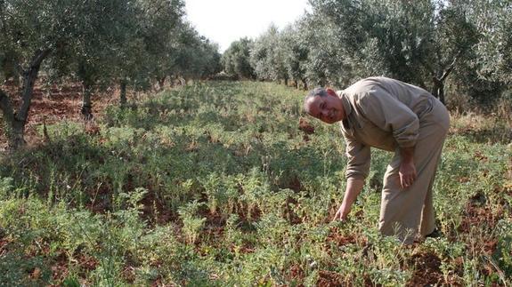 El calor empieza a pasar factura al cereal y el olivar en las comarcas del interior