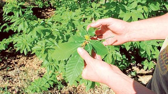 La avispilla se lleva por delante ya más de un millar de castaños en el Genal