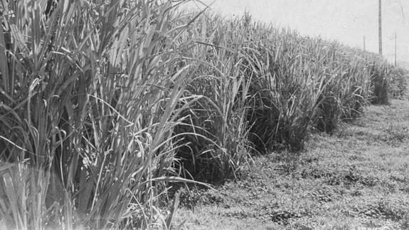 Dos décadas sin industria azucarera