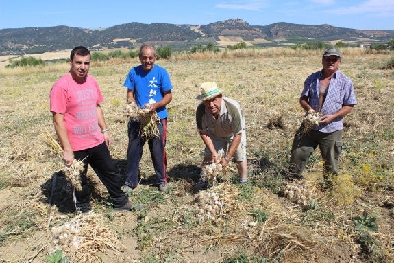 Kilos de ajos contra el paro en Arriate