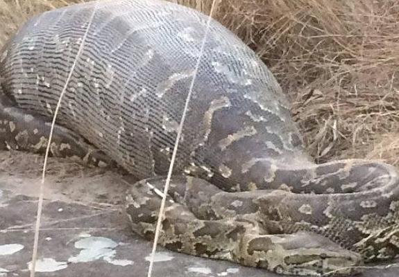 Una pitón muere tras tragarse un enorme puercoespín de 13 kilos