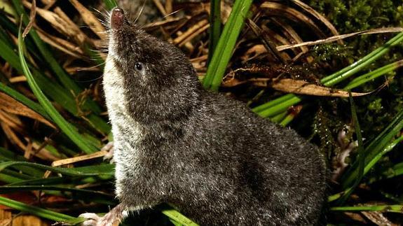 Descubren una nueva especie de mamífero en las Sierras Tejeda y Almijara