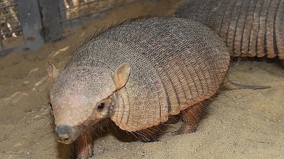 Dispara a un armadillo, la bala rebota y termina herido en la cabeza