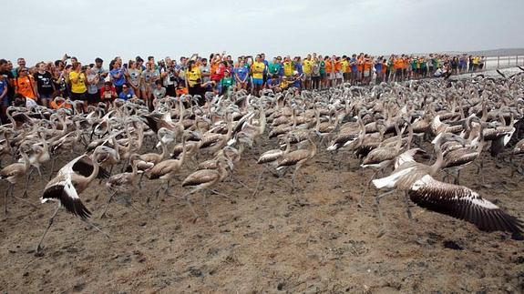 Voluntarios de toda España anillan a más de 600 pollos de flamenco en la laguna de Fuente de Piedra