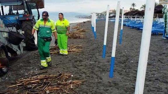 Retiran más de 2.000 kilos de cañas de las playas de Torrox tras las tormentas del pasado lunes