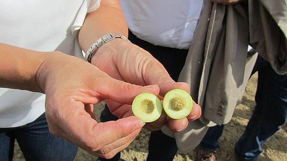 Los agricultores prevén un 'verdeo' «medio» debido a las altas temperaturas del verano