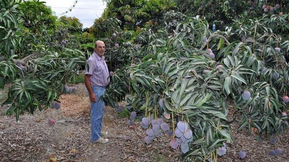 Investigadores de La Mayora publican la secuencia del genoma de la bacteria que causa la necrosis del mango