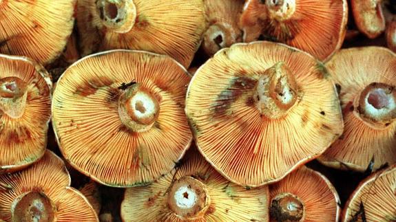 Los aficionados a los hongos tienen una cita en Júzcar