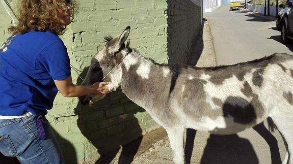 Cherokee, el burro desnutrido de Sierra de Yeguas que puede llevar a su dueño a la cárcel