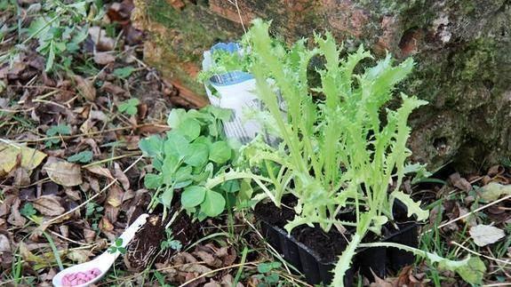 ¿Qué puedo plantar en otoño en el balcón?