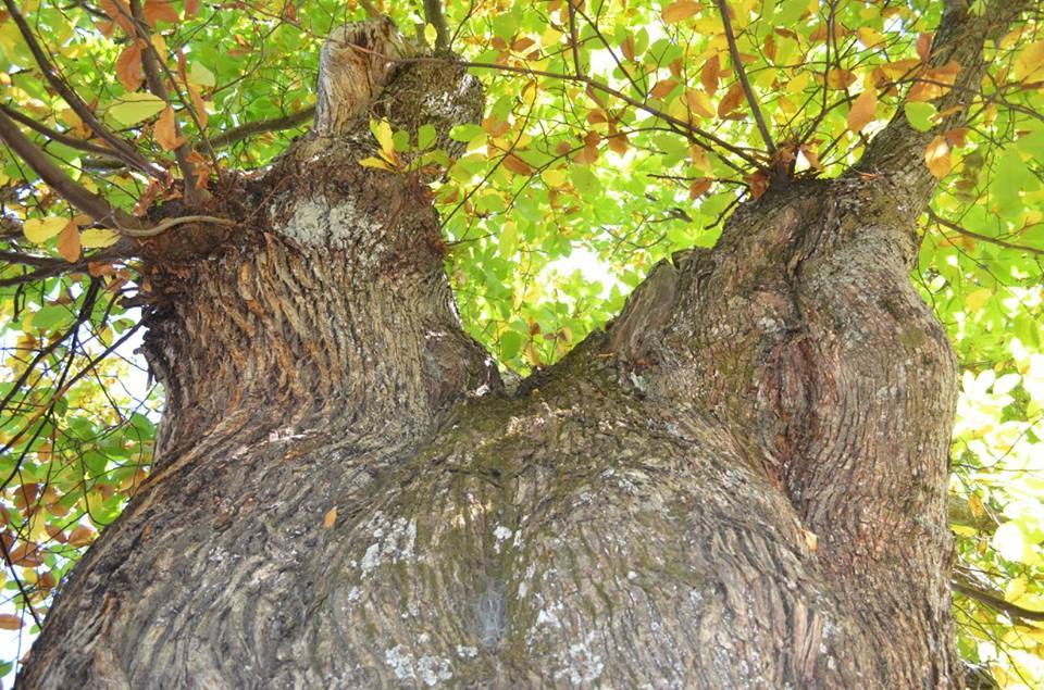 Un señor castaño en Cartajima: más de 300 años y 17 metros de altura