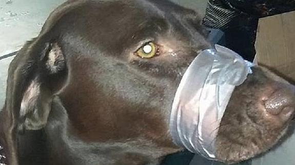 Publica una foto de su perro amordazado para que no ladre y desata la ira en las redes