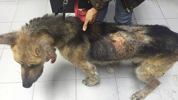 Unos policías fuera de servicio intentan salvar a un perro moribundo que vivía atado a un árbol