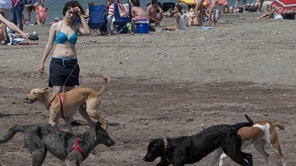 La Junta deniega que se habilite una playa para perros junto a la desembocadura del Guadalhorce