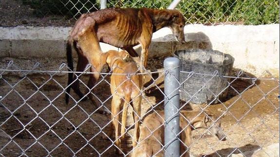 El Colegio de Abogados de Málaga crea una sección especializada en la protección de los animales