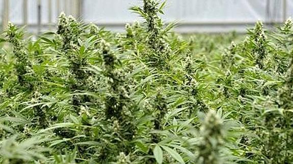 Una discusión de pareja lleva a localizar un vivero con 200 plantas de marihuana