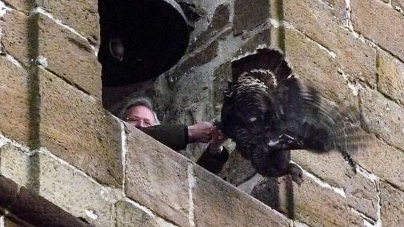 Lanzar un pavo desde un campanario no es maltrato, según un juez español