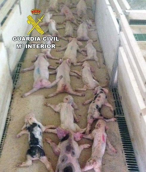 Libertad con cargos para los acusados de matar aplastados a 72 lechones en Huércal-Overa