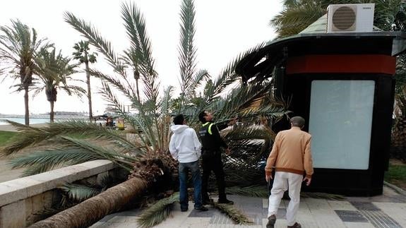 Los fuertes vientos en Málaga obligan a los bomberos a actuar en más de 70 ocasiones