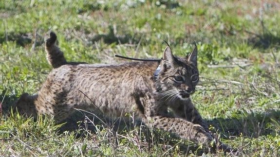 'Montoro', el último lince liberado para repoblar la comarca de Doñana