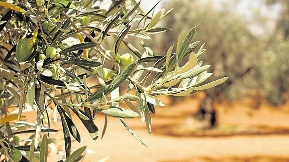 Condenan a una mujer por talar 220 olivos en Cuevas del Becerro