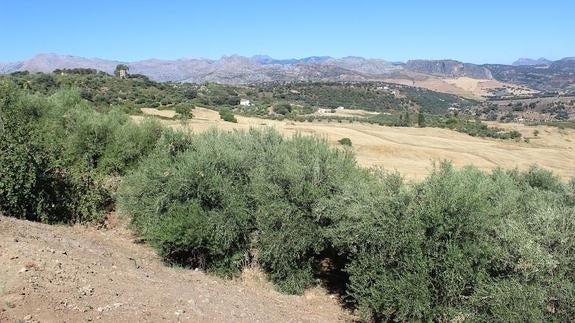 Ronda parte de cero con su planeamiento tras diez años de parón