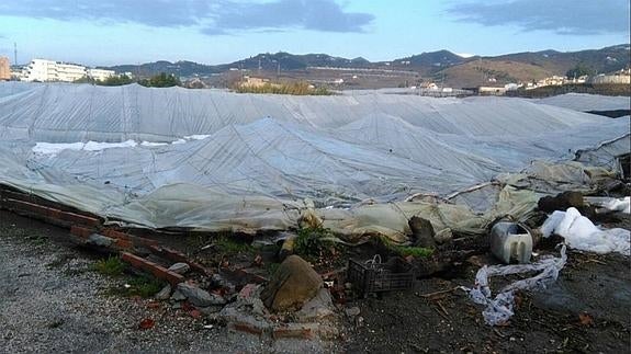 Cifran en más de 1,8 millones los daños en la agricultura causados por la granizada en Torrox