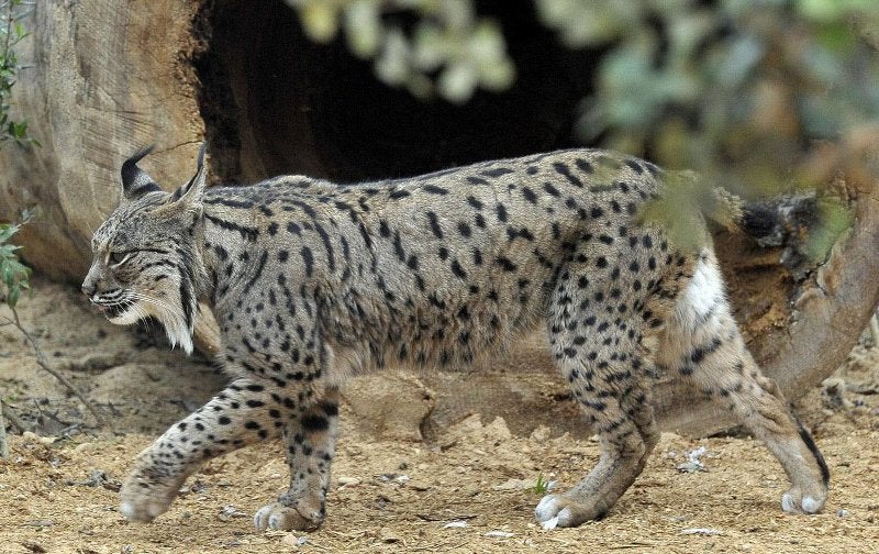 Muere atropellado un lince ibérico en el Parque Nacional de Doñana, el quinto de 2016