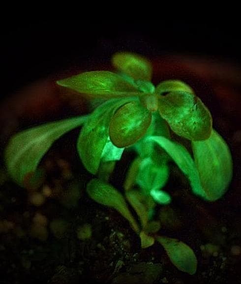 Resultado de imagen de plantas bioluminiscentes