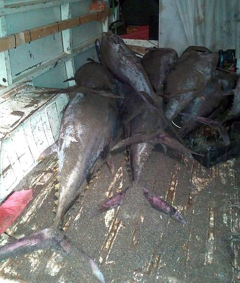 Decomisan 40 ejemplares en la mayor operación en Málaga contra la pesca ilegal de atún rojo