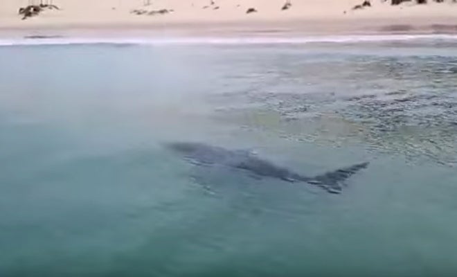 El tiburón que ronda la costa de Cádiz