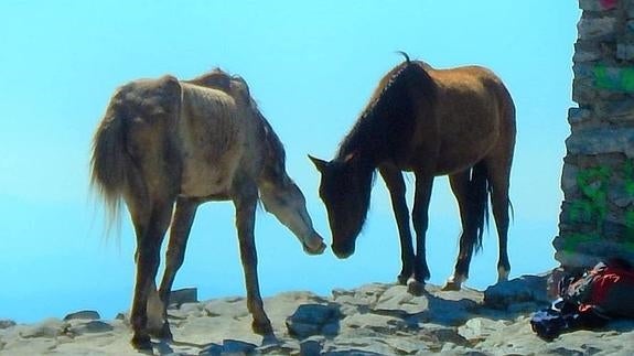 La Junta recurre a la Guardia Civil para rescatar los caballos abandonados en La Maroma