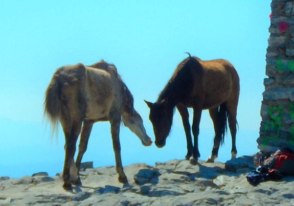 La Junta recurre a la Guardia Civil para rescatar los caballos abandonados en La Maroma