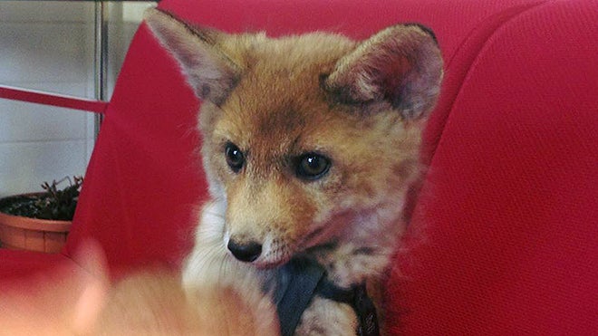 Un pequeño zorro, nueva mascota del aeropuerto de Málaga