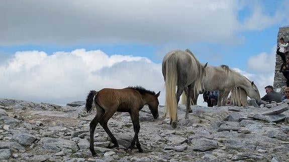 Los caballos abandonados en el pico de La Maroma siguen sin ser rescatados