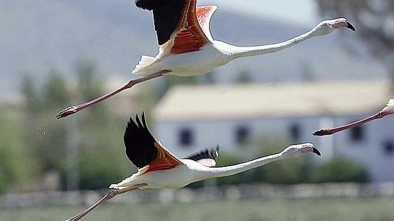 ¿Por qué los flamencos son de color rosa?