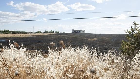 Un incendio agrícola en Cómpeta provoca el desalojo de varias viviendas