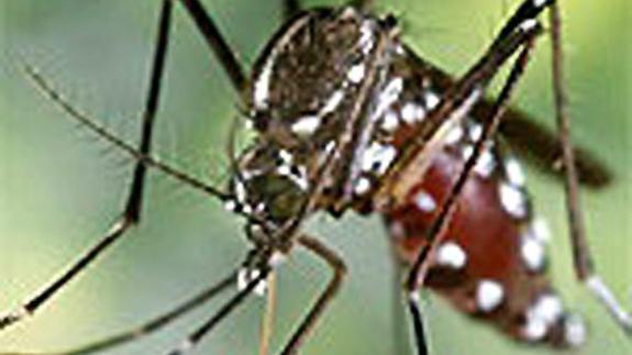 El Colegio de Administradores de Fincas difunde consejos para prevenir la reproducción del mosquito tigre