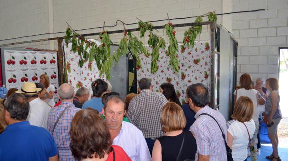 El cambio climático causa estragos en las cerezas de Alfarnate