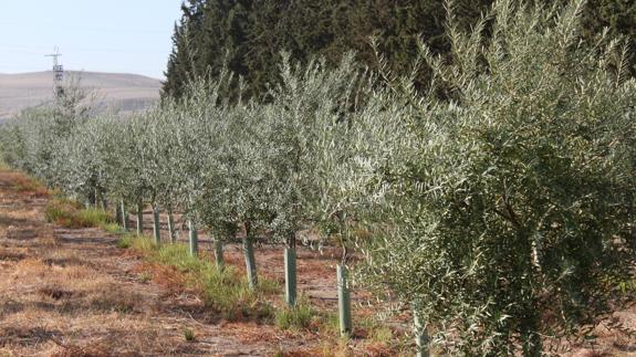 Científicos de La Mayora identifican los genes del olivo que determinan su tamaño