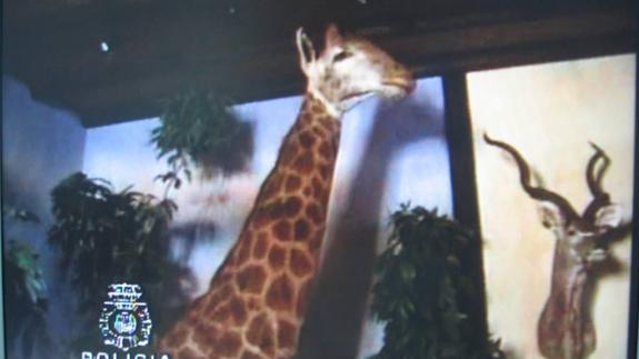 El Tribunal de Malaya estudia ceder a un museo los animales ilegales de Roca